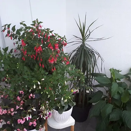 公寓 Kate 斯普利特